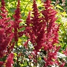 Astilbe Astilbe (A) 'Fanal' Astilbe Astilbe (A) 'Fanal'