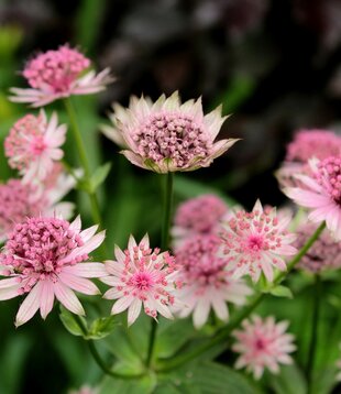 Astrantia ''Buckland''