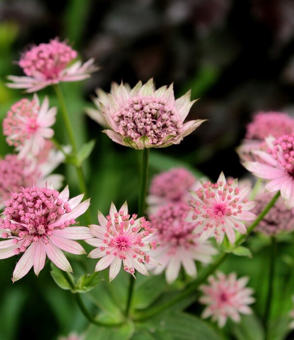 Astrantia Astrantia ''Buckland''