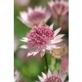 Astrantia major 'Roma'