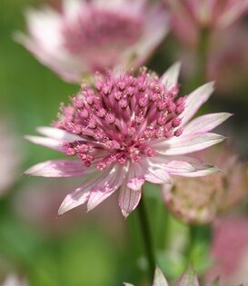 Astrantia major 'Roma'