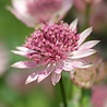 Astrantia Astrantia major 'Roma' Astrantia Astrantia major 'Roma'
