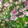 Astrantia Astrantia major 'Roma' Astrantia Astrantia major 'Roma'