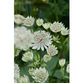Astrantia major 'Shaggy'
