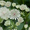 Astrantia Astrantia major 'Shaggy' Astrantia Astrantia major 'Shaggy'