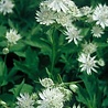 Astrantia Astrantia major 'Shaggy' Astrantia Astrantia major 'Shaggy'