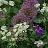 Astrantia Astrantia major 'Shaggy' Astrantia Astrantia major 'Shaggy'