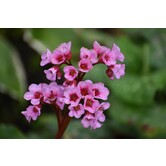 Bergenia cordifolia