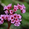 Bergenia Bergenia cordifolia Bergenia Bergenia cordifolia