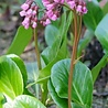 Bergenia Bergenia cordifolia Bergenia Bergenia cordifolia