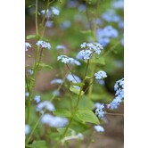 Brunnera macrophylla
