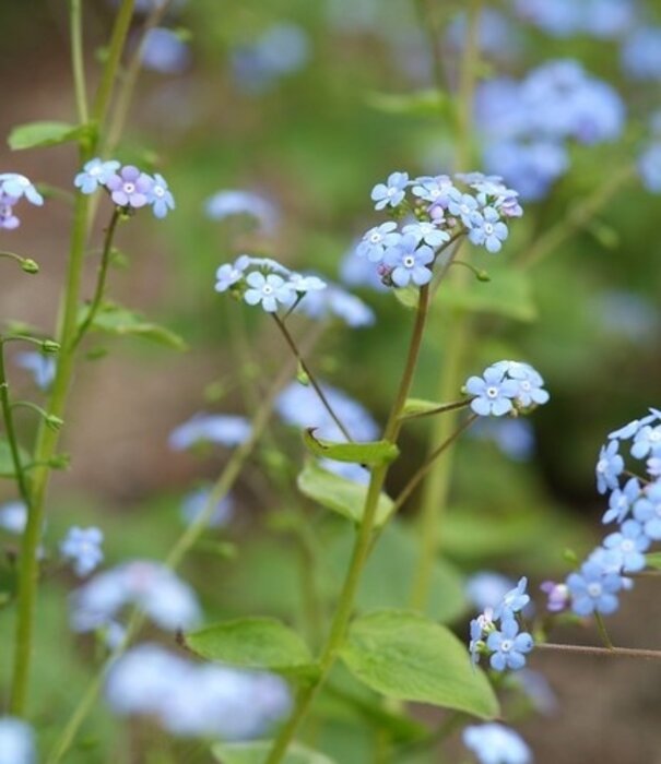 Brunnera Brunnera macrophylla