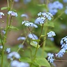 Brunnera Brunnera macrophylla Brunnera Brunnera macrophylla