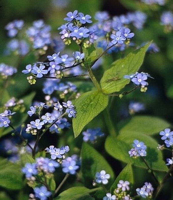 Brunnera Brunnera macrophylla