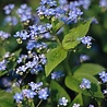 Brunnera Brunnera macrophylla Brunnera Brunnera macrophylla