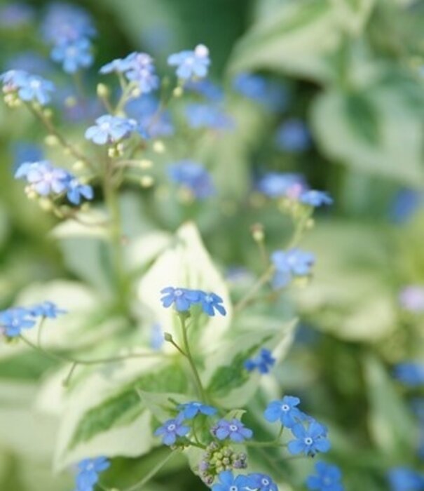 Brunnera Brunnera macrophylla