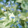 Brunnera Brunnera macrophylla Brunnera Brunnera macrophylla