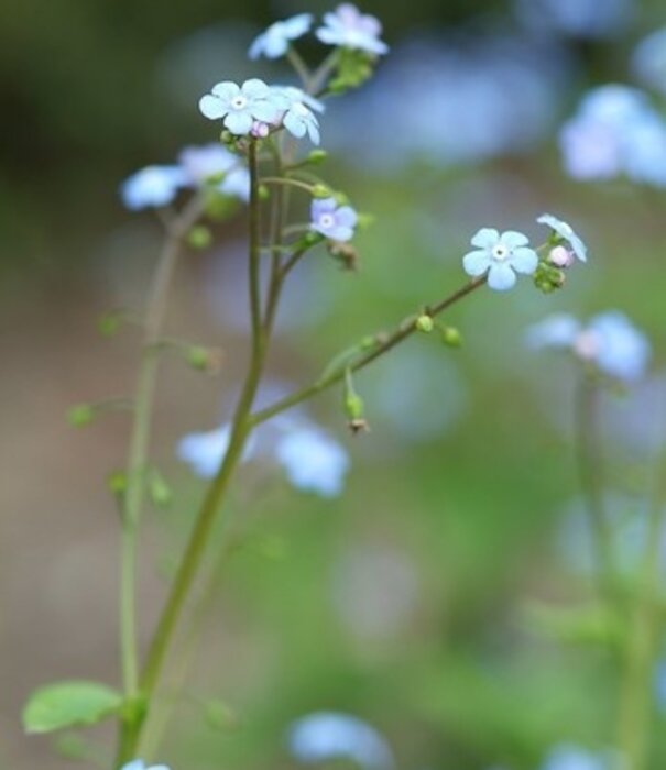 Brunnera Brunnera macrophylla