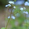 Brunnera Brunnera macrophylla Brunnera Brunnera macrophylla
