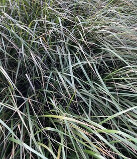 Calamagrostis acutiflora 'Karl Foerster'
