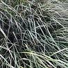 Calamagrostis Calamagrostis acutiflora 'Karl Foerster' Calamagrostis Calamagrostis acutiflora 'Karl Foerster'