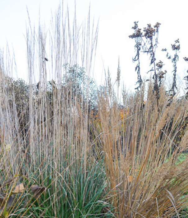 Calamagrostis Calamagrostis acutiflora 'Karl Foerster'