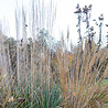 Calamagrostis Calamagrostis acutiflora 'Karl Foerster' Calamagrostis Calamagrostis acutiflora 'Karl Foerster'