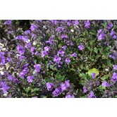 Calamintha nepeta 'Blue Cloud'