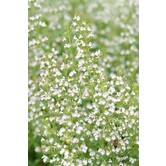 Calamintha nepeta nepeta