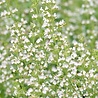 Calamintha Calamintha nepeta nepeta Calamintha Calamintha nepeta nepeta