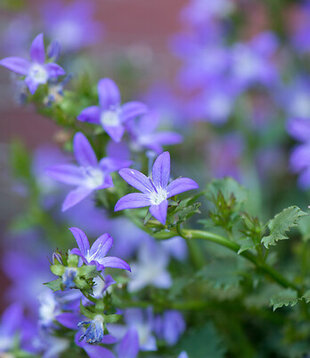 Campanula portenschlagiana