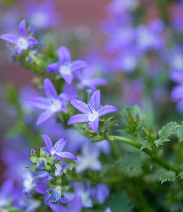 Campanula Campanula portenschlagiana