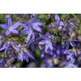 Campanula poscharskyana