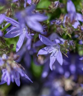 Campanula poscharskyana
