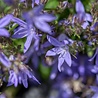 Campanula Campanula poscharskyana Campanula Campanula poscharskyana