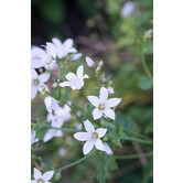 Campanula poscharskyana 'E.H. Frost'