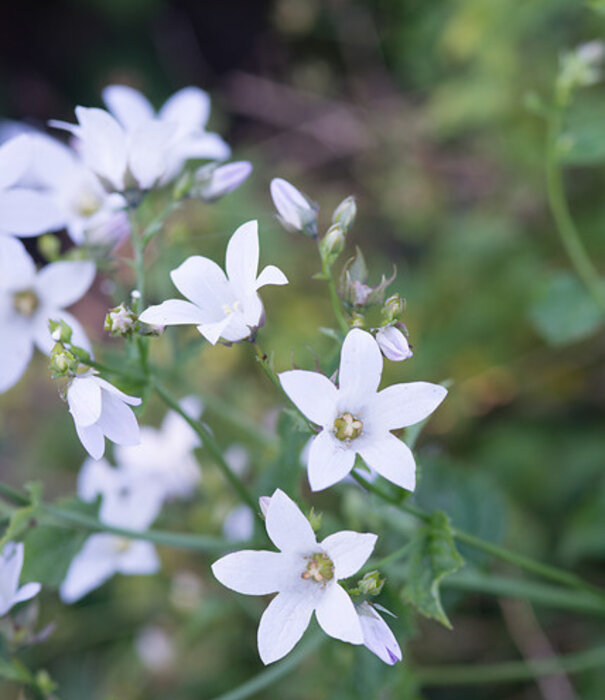 Campanula Campanula poscharskyana 'E.H. Frost'