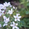 Campanula Campanula poscharskyana 'E.H. Frost' Campanula Campanula poscharskyana 'E.H. Frost'