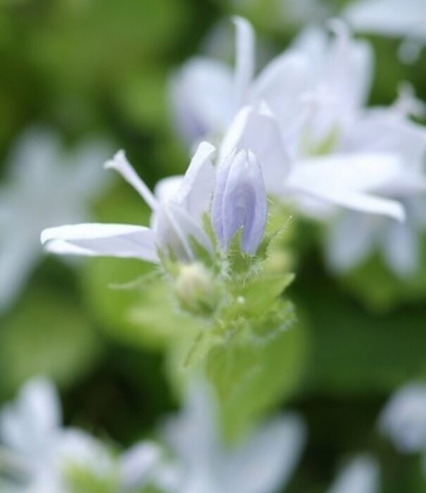 Campanula Campanula poscharskyana 'E.H. Frost'