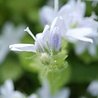 Campanula Campanula poscharskyana 'E.H. Frost' Campanula Campanula poscharskyana 'E.H. Frost'