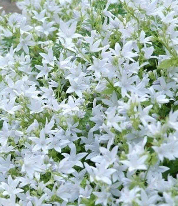 Campanula Campanula poscharskyana 'E.H. Frost'