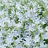 Campanula Campanula poscharskyana 'E.H. Frost' Campanula Campanula poscharskyana 'E.H. Frost'