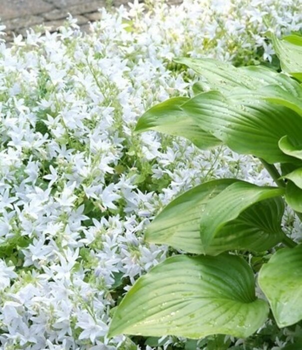 Campanula Campanula poscharskyana 'E.H. Frost'