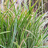 Carex Carex morrowii 'Ice Dance' Carex Carex morrowii 'Ice Dance'
