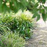 Carex Carex morrowii 'Ice Dance' Carex Carex morrowii 'Ice Dance'