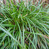 Carex Carex morrowii 'Irish Green' Carex Carex morrowii 'Irish Green'