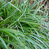 Carex Carex morrowii 'Irish Green' Carex Carex morrowii 'Irish Green'