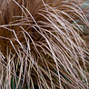 Carex Carex ''Testacea'' Carex Carex ''Testacea''