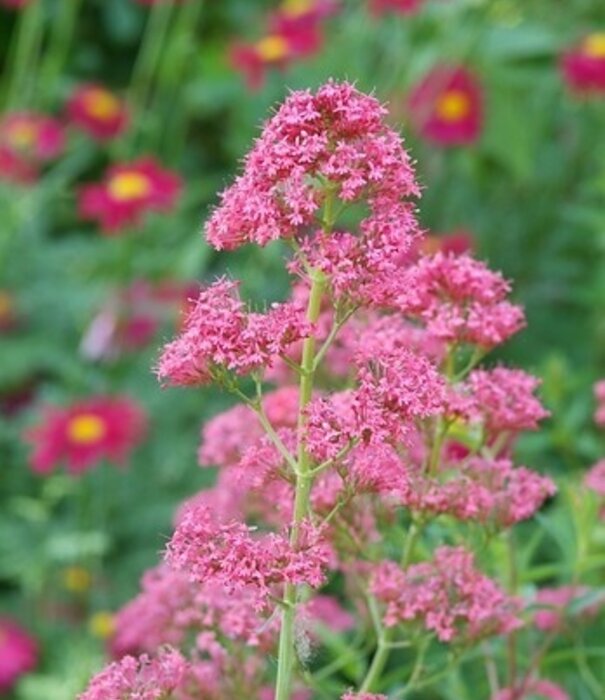 Centranthus Centranthus ruber 'Coccineus'