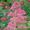 Centranthus Centranthus ruber 'Coccineus' Centranthus Centranthus ruber 'Coccineus'